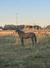 Cheval SF pour loisir
