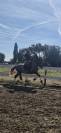 Pure race espagnol 