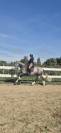 Pure race espagnol 