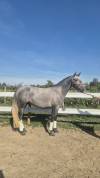 Pure race espagnol 