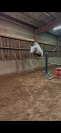 Ponette D PFS