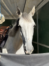 Ponette D PFS