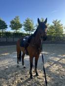 Hongre Irish Sport Horse- 6 ans vivant van de heffinck