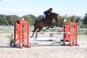Hongre Irish Sport Horse- 6 ans vivant van de heffinck