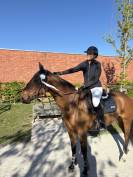 Hongre Irish Sport Horse- 6 ans vivant van de heffinck