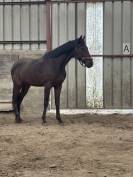 Trotteur fran&ccedil;ais de 3ans et demi