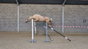 Jument sport palomino 