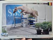 Jument sport palomino 