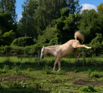 Jument sport palomino 
