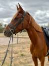 Cheval de 3 ans &agrave; vendre 
