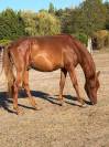 Cheval de 3 ans &agrave; vendre 