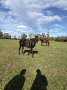 &Agrave; vendre &ndash; Madona des Thuyas, jument noire de 4 ans