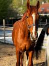 Eloise Cityhorse Z &ndash; jument Zangersheide, 12 ans, 1m70