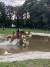 Eloise Cityhorse Z &ndash; jument Zangersheide, 12 ans, 1m70