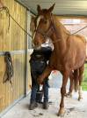 Eloise Cityhorse Z &ndash; jument Zangersheide, 12 ans, 1m70