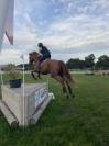 Eloise Cityhorse Z &ndash; jument Zangersheide, 12 ans, 1m70