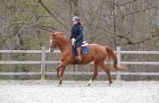 Eloise Cityhorse Z &ndash; jument Zangersheide, 12 ans, 1m70