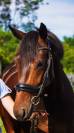 Top jument dressage 5ans