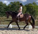 Top jument dressage 5ans