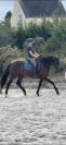 Top jument dressage 5ans