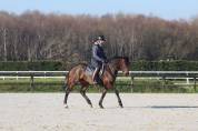 Top jument dressage 5ans