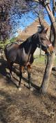 Poney de 5 ans