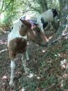 poulain pie demi trait 18 mois  irih x postiere