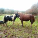 poulain pie demi trait 18 mois  irih x postiere