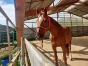 Cheval &agrave; vendre pour semi retraite