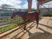 Cheval &agrave; vendre pour semi retraite