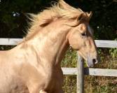 Stallion PRE Pure Spanish Bred For sale 2020 Pearl
