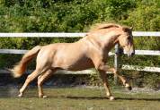 Stallion PRE Pure Spanish Bred For sale 2020 Pearl