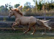 Stallion PRE Pure Spanish Bred For sale 2020 Pearl