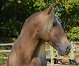 Stallion PRE Pure Spanish Bred For sale 2020 Pearl