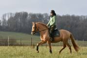 Stallion PRE Pure Spanish Bred For sale 2020 Pearl