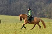 Stallion PRE Pure Spanish Bred For sale 2020 Pearl