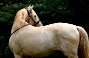 Stallion PRE Pure Spanish Bred For sale 2020 Pearl