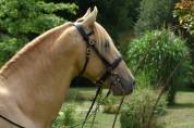 Stallion PRE Pure Spanish Bred For sale 2020 Pearl