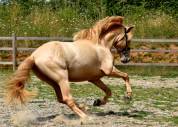 Stallion PRE Pure Spanish Bred For sale 2020 Pearl