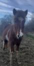 Ponette islandaise de 2023