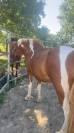 Ponette islandaise de 2023