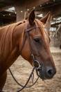 Yegua Quarter Horse En venta 2021 Alaz&aacute;n por AR ROCK STAR