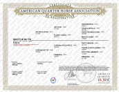 Yegua Quarter Horse En venta 2021 Alaz&aacute;n por AR ROCK STAR