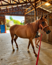 ? &Agrave; VENDRE &ndash; IAMLIFE &ndash; PUR-SANG ARABE &ndash; 8 ANS