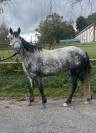 Mare New Forest For sale 2020 Grey