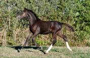 Deutsches Reitpony /Poney de Dressage Hors Taille