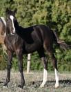 Deutsches Reitpony /Poney de Dressage Hors Taille
