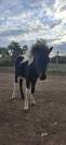 Ponette de 7 ans 