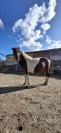 Ponette de 7 ans 