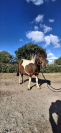 Ponette de 7 ans 
